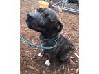 Adopt Vader a Brindle - with White Pit Bull Terrier / Mixed dog in Silverton