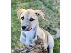 Adopt Remi a Tan/Yellow/Fawn - with Black German Shepherd Dog / Beagle / Mixed
