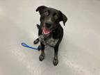 Adopt HEATHER a Black - with White Australian Cattle Dog / Mixed dog in Waco