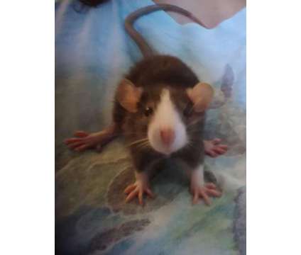 Pet rats available is a in Spokane WA