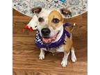 Adopt Missy a Pit Bull Terrier, Mixed Breed