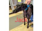 Adopt Jack a Greyhound