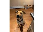Moose(Courtesy Post) Black Mouth Cur Adult Male