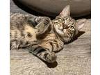 Sassafras Domestic Shorthair Kitten Male