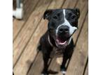 Adopt Ramona a American Staffordshire Terrier, Mixed Breed