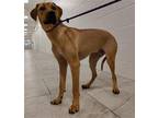MISO Black Mouth Cur Adult Male