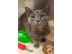 Lucy American Shorthair Young Female