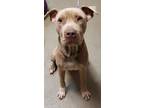 Tanner American Pit Bull Terrier Adult Male