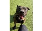 Martin American Pit Bull Terrier Adult Male