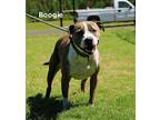 Boogie American Pit Bull Terrier Adult Male