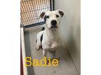 Sadie 21482 Pit Bull Terrier Young Female