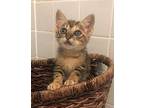 Lucy Domestic Mediumhair Kitten Female