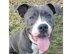 Reese American Pit Bull Terrier Adult Male