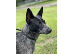 Blue jeans Blue Heeler Young Female