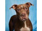 Willow American Pit Bull Terrier Adult Female