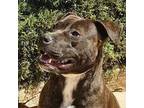 Lovely Ms Libby American Pit Bull Terrier Young Female