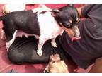 Toy Fox Terrier Puppy for Sale - Adoption, Rescue