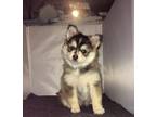 Adorable Pomsky Puppies