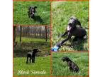 Akc *** Great Dane Puppies! Harlequin And Black