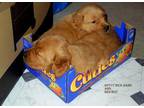 Golden Retriever Puppy for Sale - Adoption, Rescue