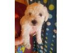 Schnoodle Puppy for Sale - Adoption, Rescue