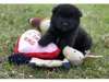 Akita Puppy for Sale - Adoptio