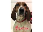 Benton Treeing Walker Coonhound Adult - Adoption, Rescue