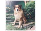 Ranger Australian Shepherd Puppy Male