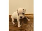 Boxer Puppy for Sale - Adoption, Rescue
