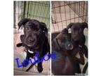 LouLou Labrador Retriever Baby - Adoption, Rescue
