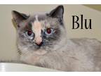 Blu Siamese Adult - Adoption, Rescue