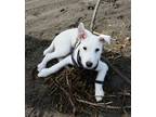 Remi Jack Russell Terrier Baby - Adoption, Rescue