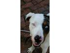 Blue Catahoula Leopard Dog Young - Adoption, Rescue