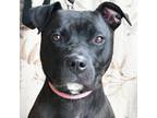 Charlie American Staffordshire Terrier Young - Adoption, Rescue