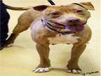 TESLA Pit Bull Terrier Adult - Adoption, Rescue