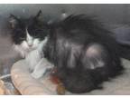 Stray Cat "Tux" Domestic Long Hair Adult - Adoption, Rescue
