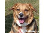 Buttercup Shetland Sheepdog Sheltie Adult - Adoption, Rescue