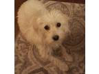 DAENERYS MOTHER OF PUPPY DRAGONS Schnauzer Young - Adoption, Rescue