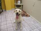 Duke Labrador Retriever Young - Adoption, Rescue