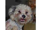 Chops Pearl Poodle Young - Adoption, Rescue