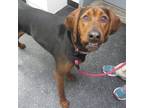 Seamus Redbone Coonhound Adult - Adoption, Rescue