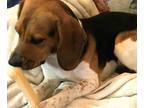 Diggs Beagle Young - Adoption, Rescue
