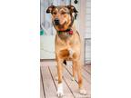 Amelia German Shepherd Dog Adult - Adoption, Rescue