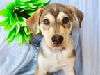 Prancer (Taya Pup) Mixed Breed Young - Adoption, Rescue