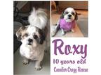 Roxy Lhasa Apso Senior - Adoption, Rescue