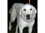 BLAKE Great Pyrenees Young - Adoption, Rescue