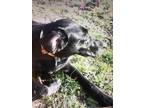 Thor Black Labrador Retriever Adult - Adoption, Rescue