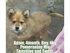 ADAM' Pomeranian Baby - Adoption, Rescue