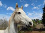 Guidance (a.k.a G-man) Thoroughbred Adult - Adoption, Rescue