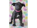 Kara #9751 Pit Bull Terrier Baby - Adoption, Rescue